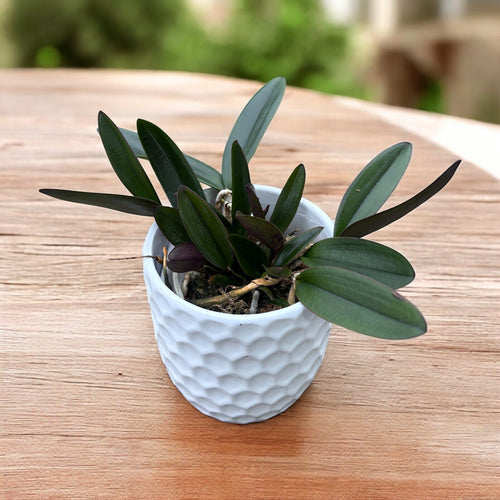 Cattleya schilleriana - parfumata