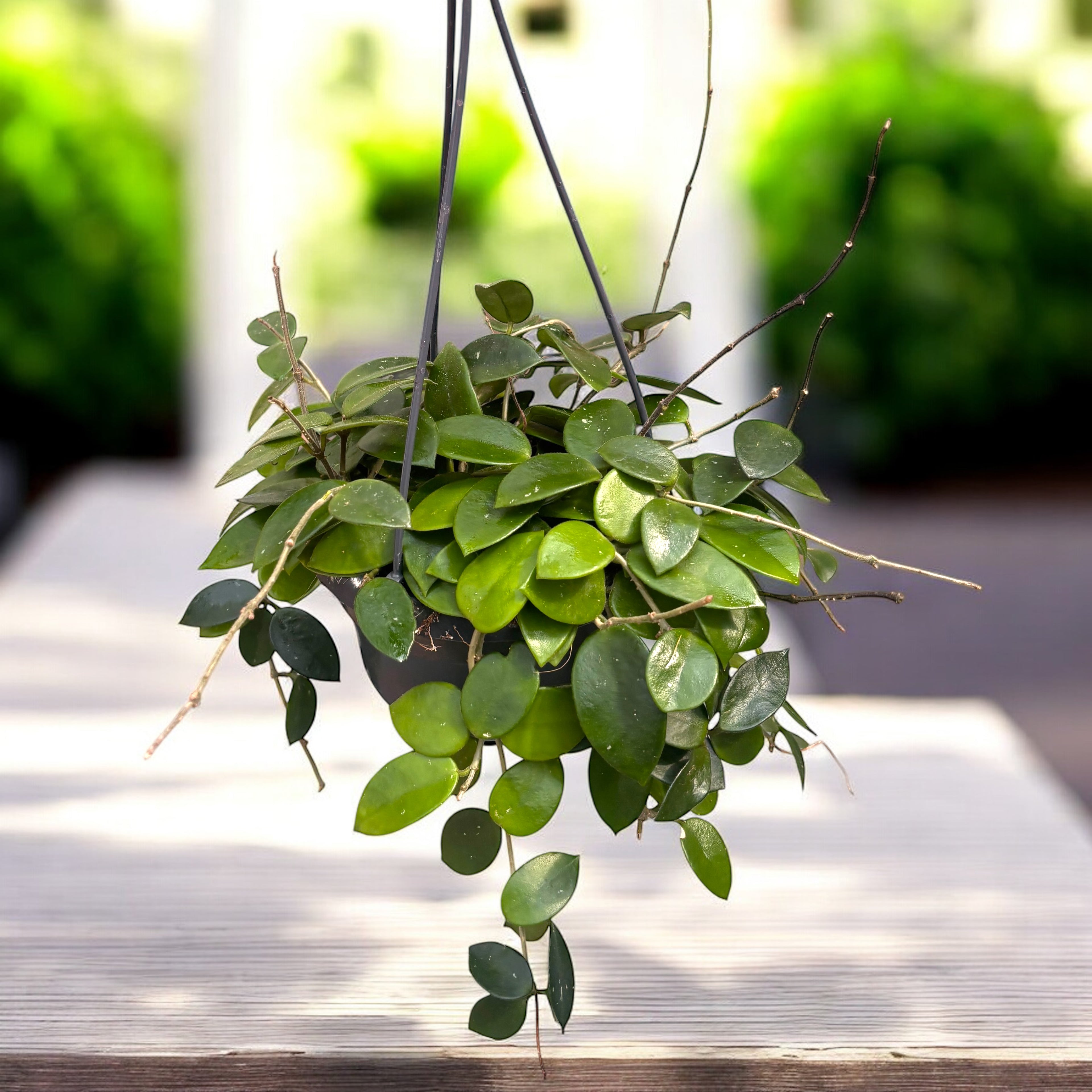 Hoya 'Chouke' (carnosa x serpens) - rozwinięte okazy