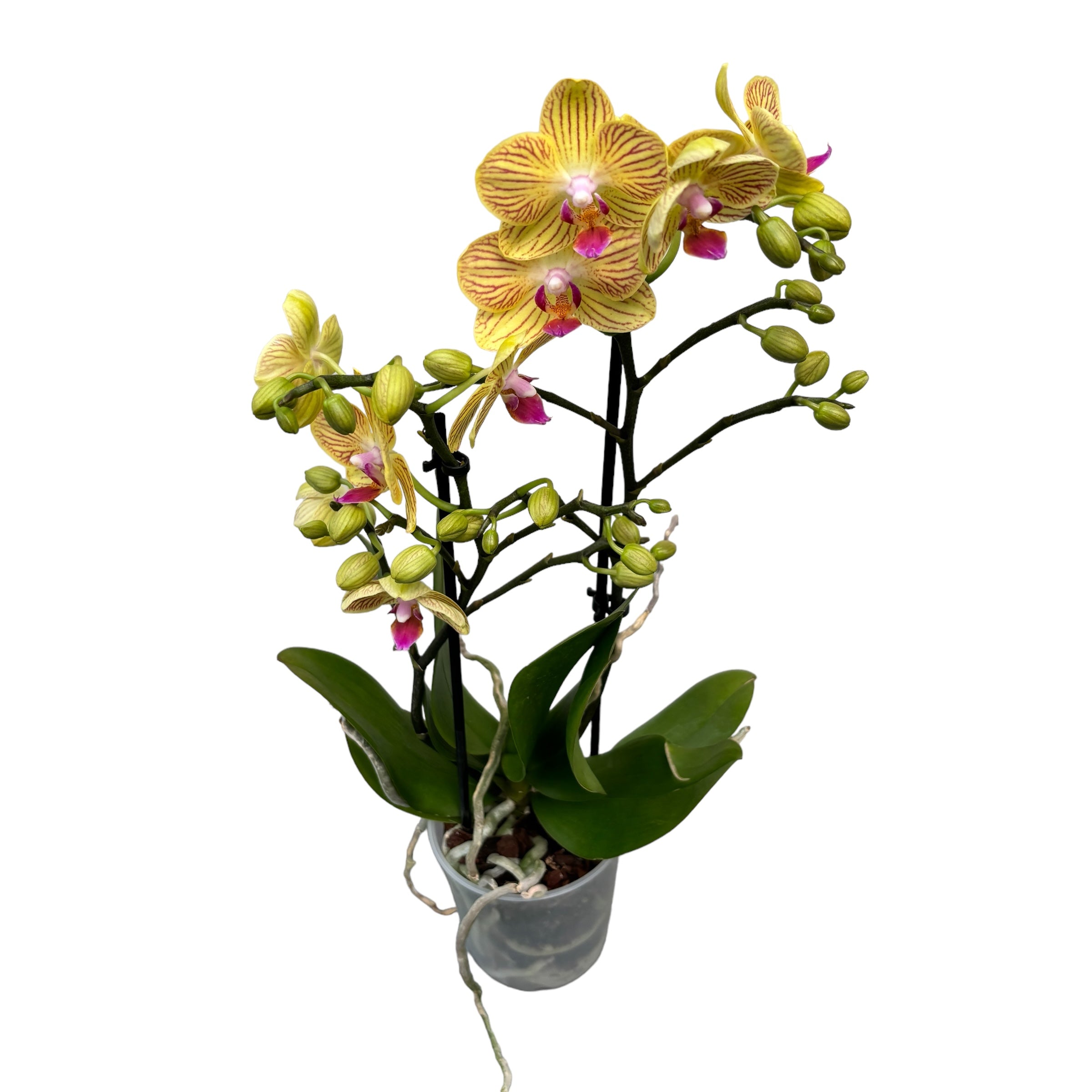 Phalaenopsis Lima
