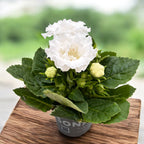 Gloxinia Blanca (Sinningia) con flor doble blanca