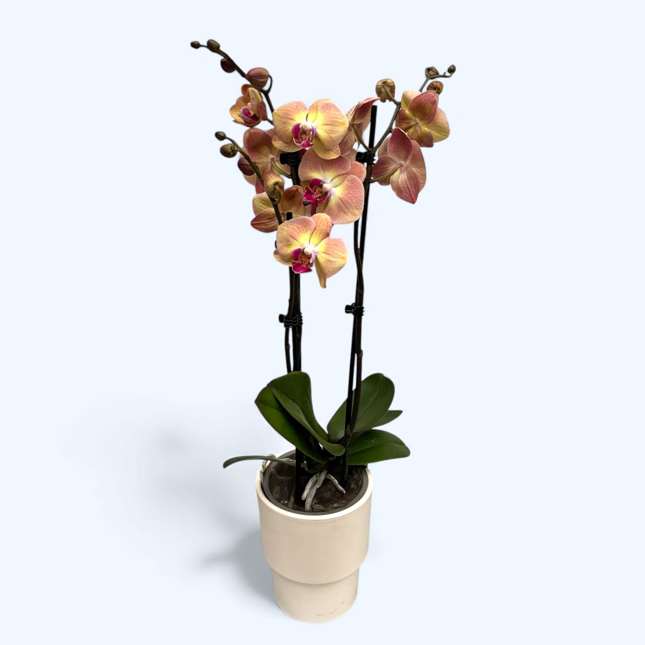 Phalaenopsis OX Kultainen Omena