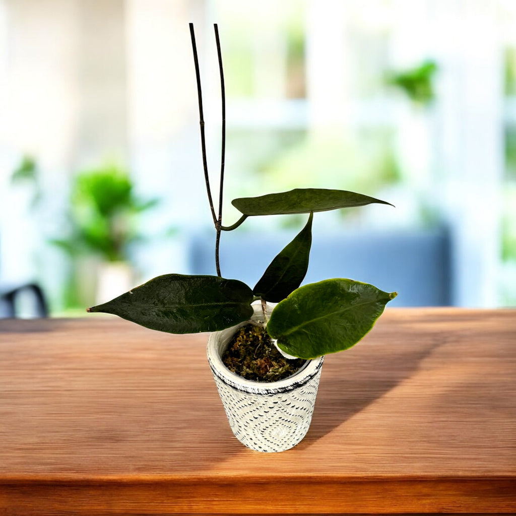 Hoya inflata – fiori gialli profumati come campanelli cerati