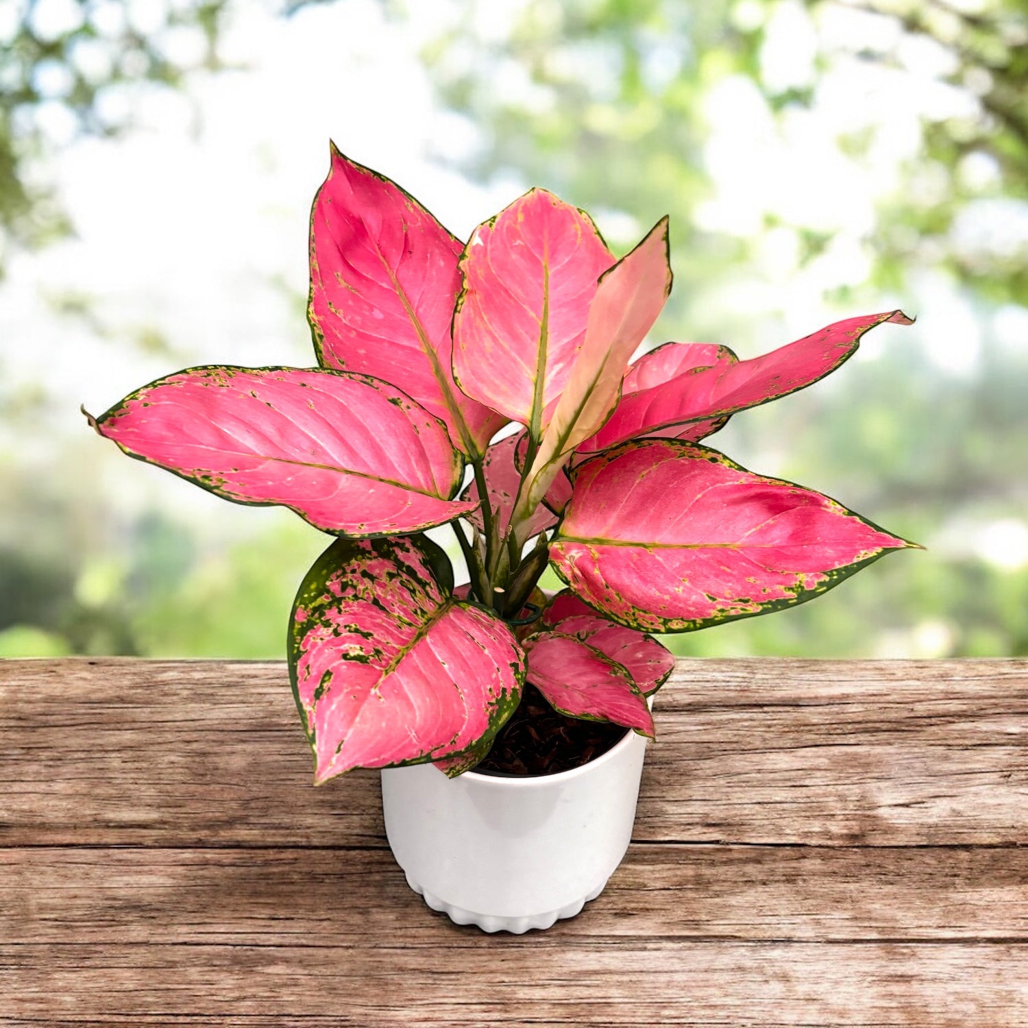 Aglaonema ‘Rose Red’ – bijuteria tropicala in nuante vibrante de roz