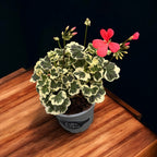 Pelargonium ‘Frank Headley’ (muscate cu frunze colorate)