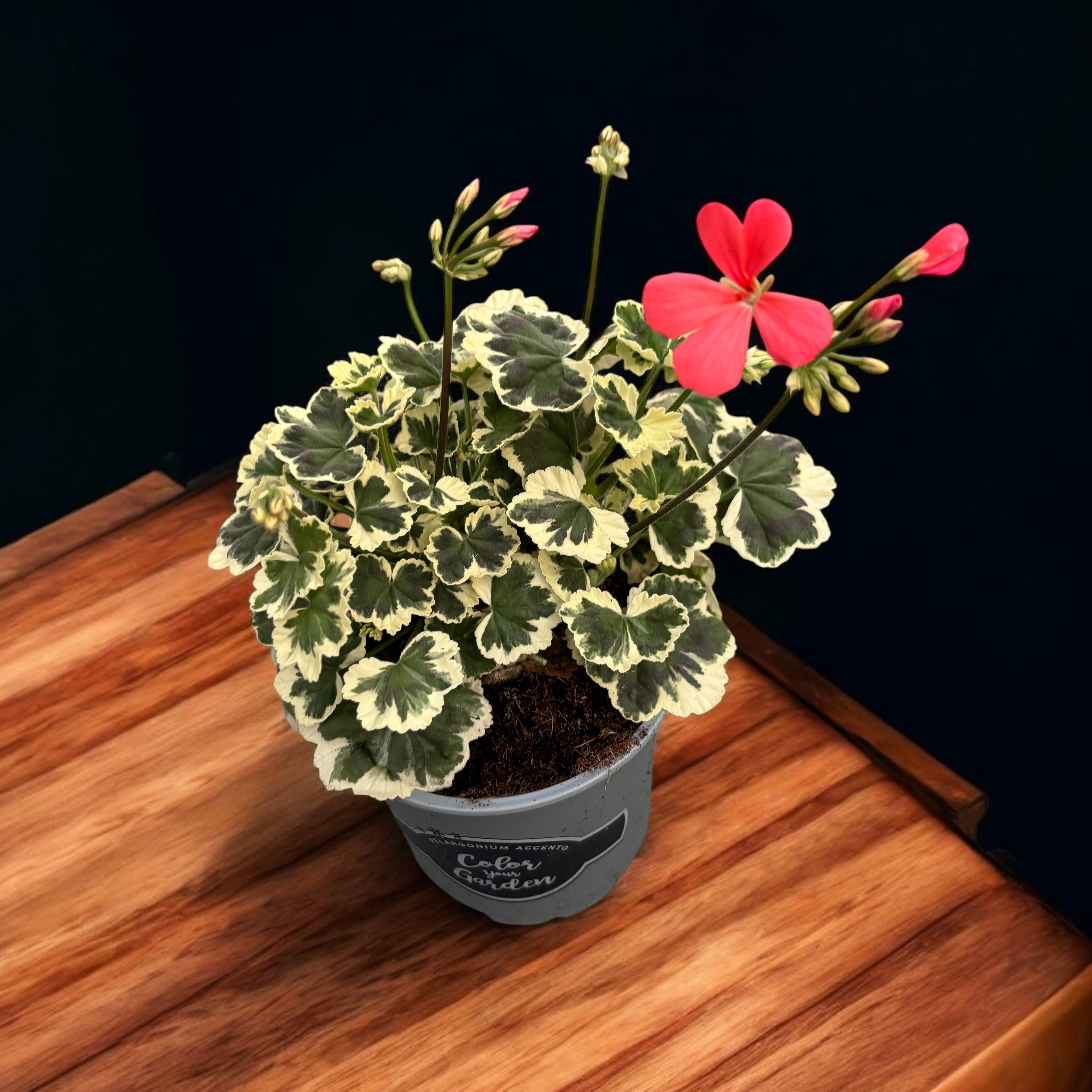 Pelargonium ‘Frank Headley’ (muscate cu frunze colorate)