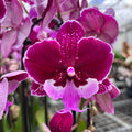Phalaenopsis Chia-Shing Hot Kiss '256' (NL)