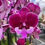Phalaenopsis Chia-Shing Hot Kiss '256' (NL)