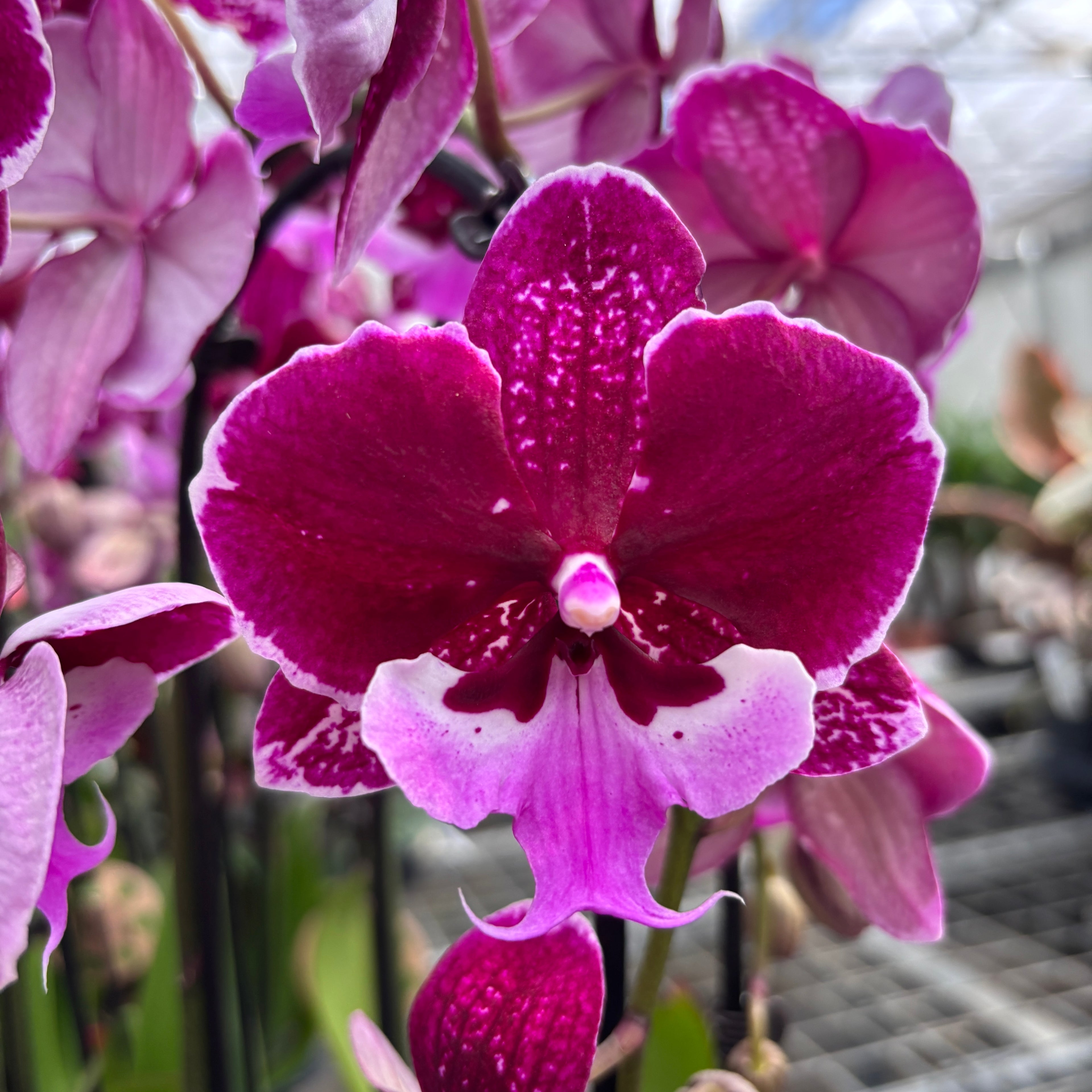 Phalaenopsis Chia-Shing Hot Kiss '256' (NL)