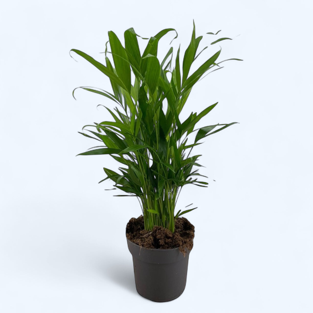 Chamaedorea cataractarum - palmier pitic ornamental, ideal pentru interior si terase umbrite