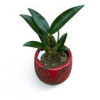 Dendrobium griffithianum 'Yellow Yuan'