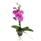 Phalaenopsis 'Limited #46' labio grande