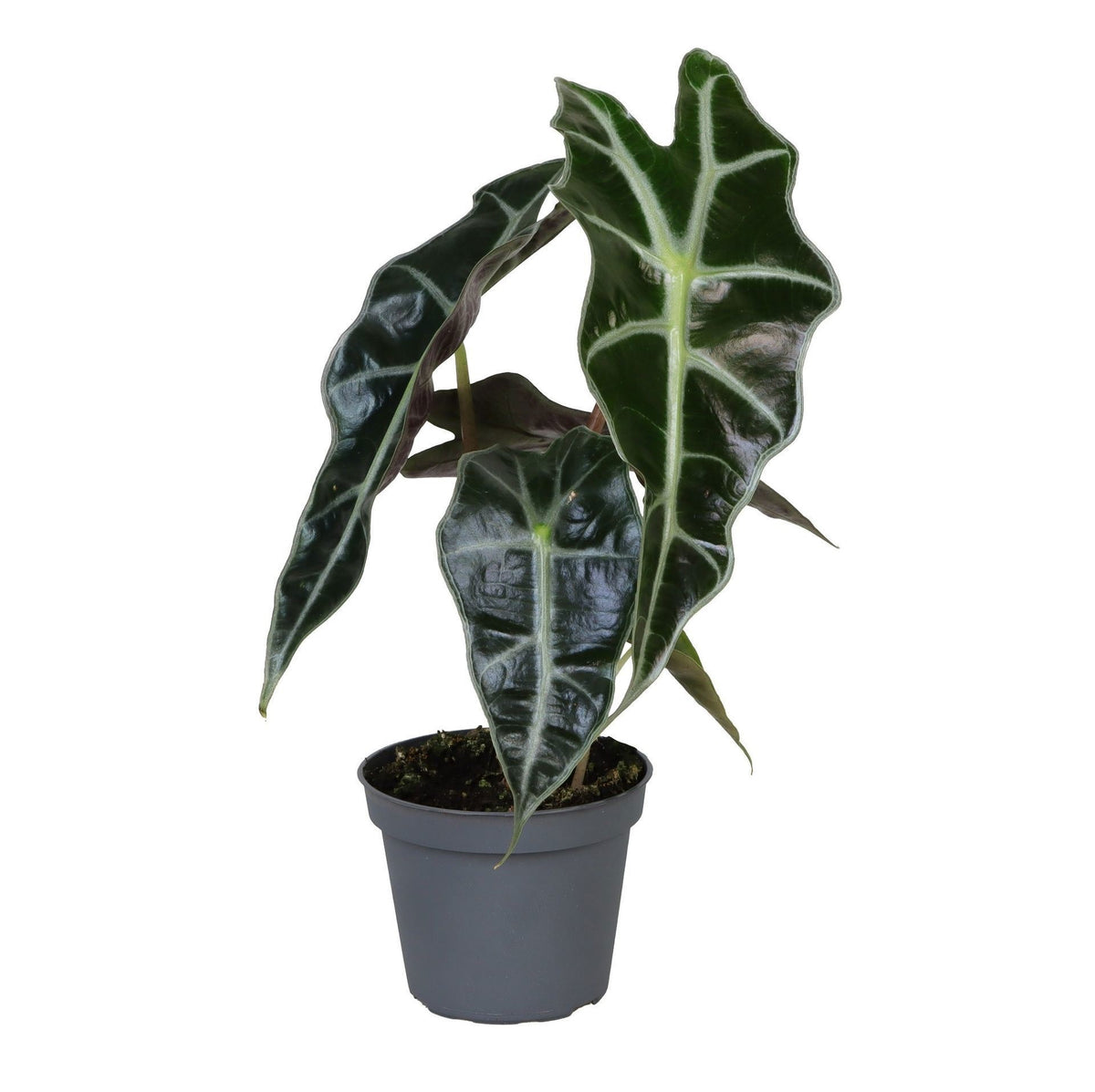 Alocasia x amazonica 'Dwarf' Baby Plant - compact Alocasia with contrasting leaves