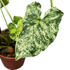 Syngonium podophyllum šareno 'Mojito'