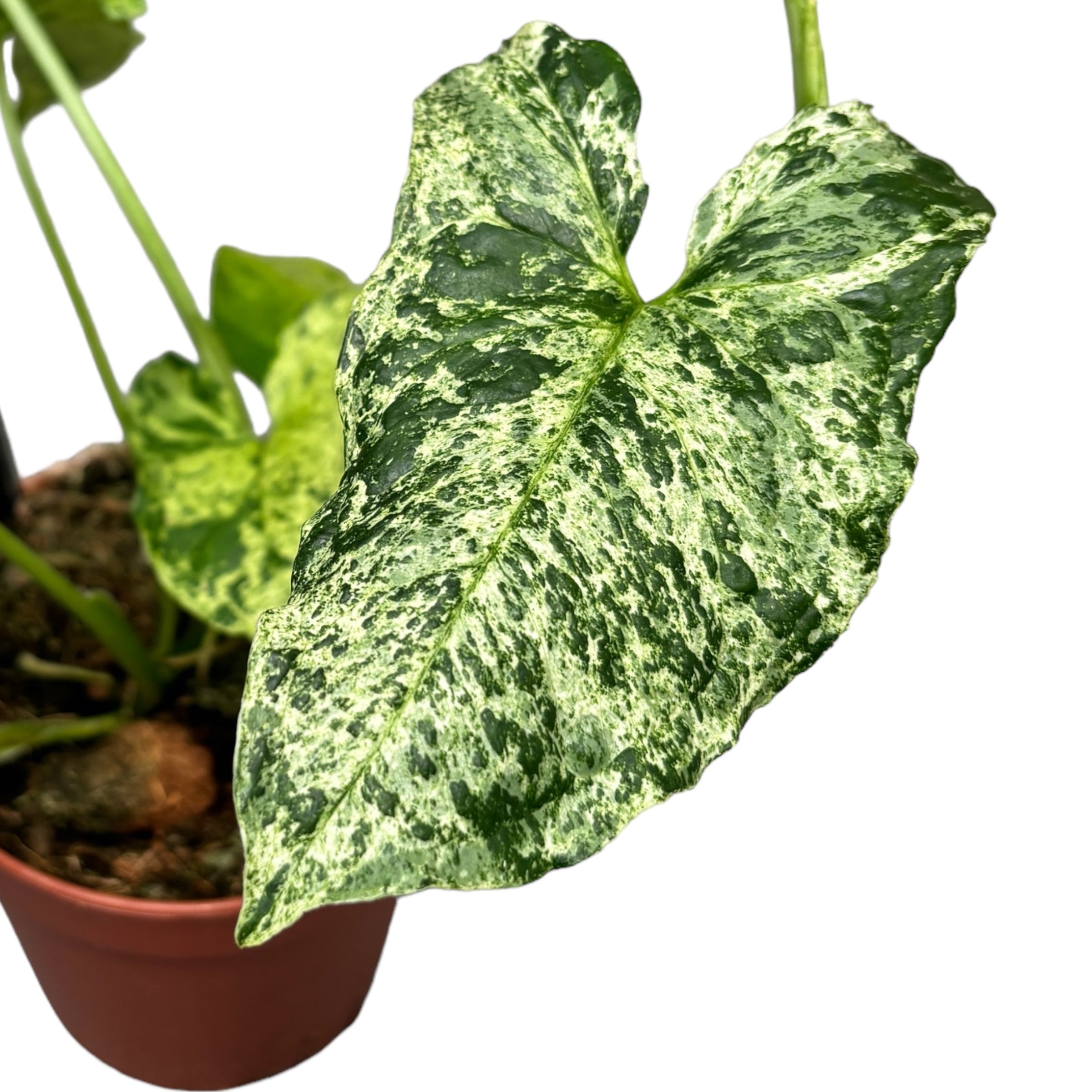 Syngonium podophyllum Mottled 'Mojito'