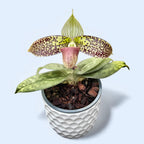 Paphiopedilum Sukhakulii
