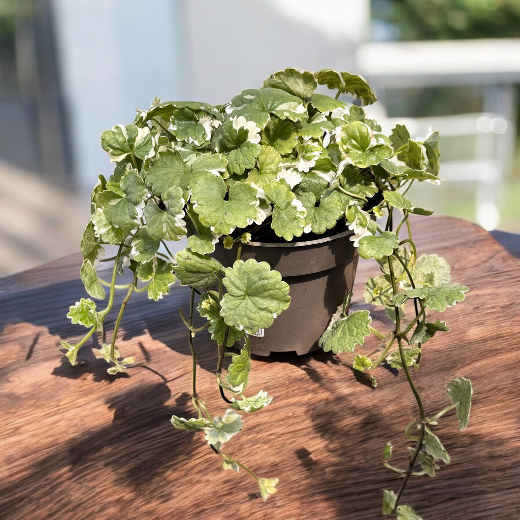 Glechoma hederacea 'Variegata' - płożąca roślina ogrodowa, aromatyczna i dekoracyjna