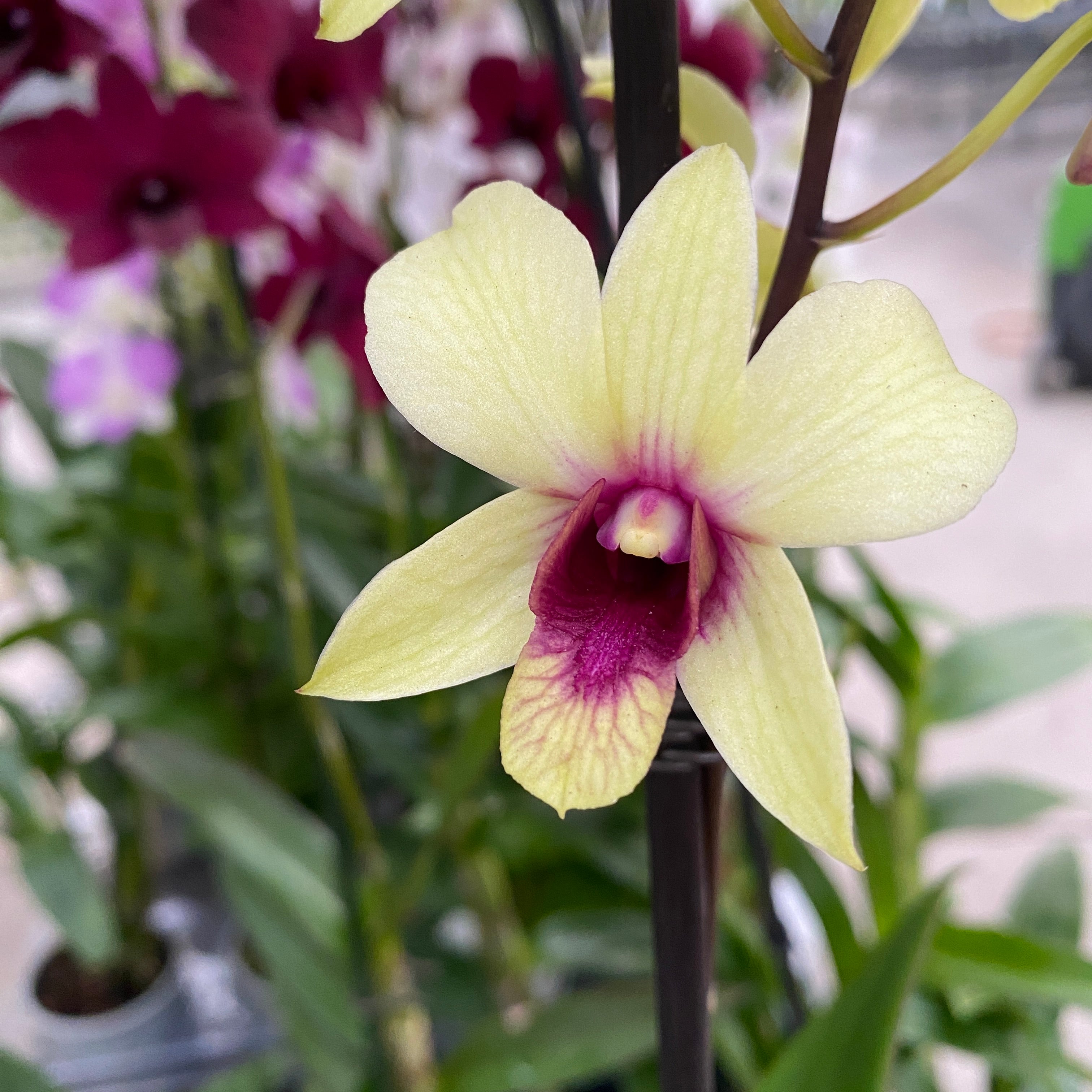 Dendrobium Phalaenopsis Banane Schokolade