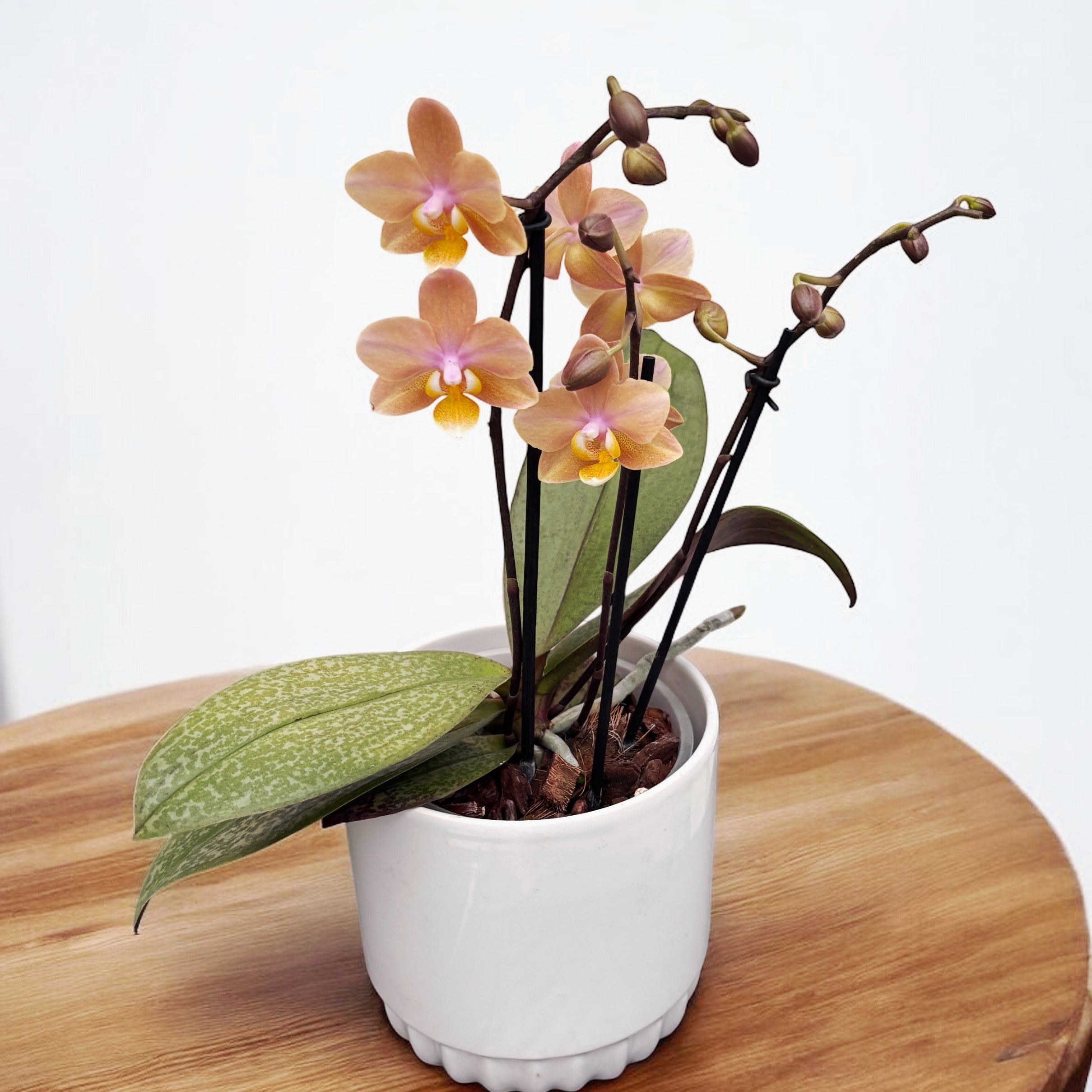 Phalaenopsis Scention (Aromio Fresh) - intensiv duftende Blumen