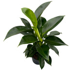 Philodendron Green Princess (bush)