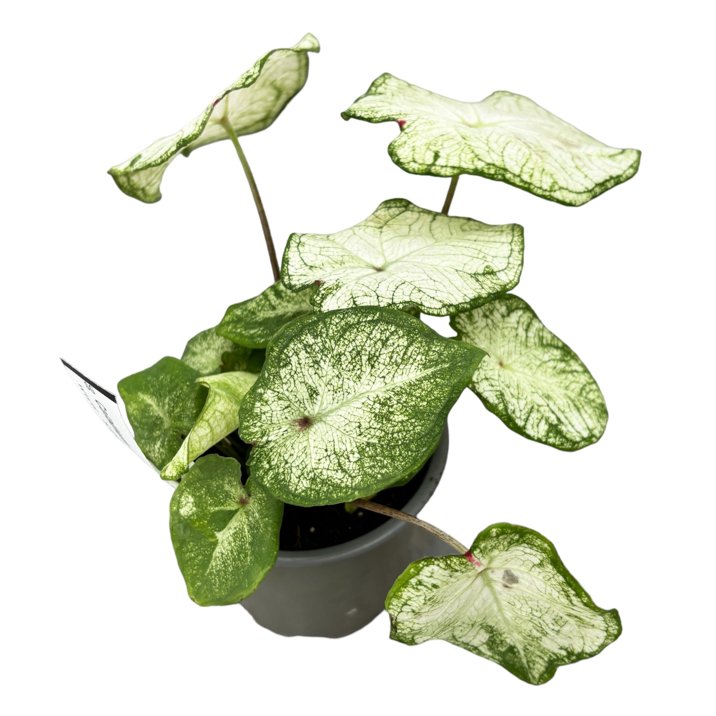 Caladium ‘Florida Moonlight’