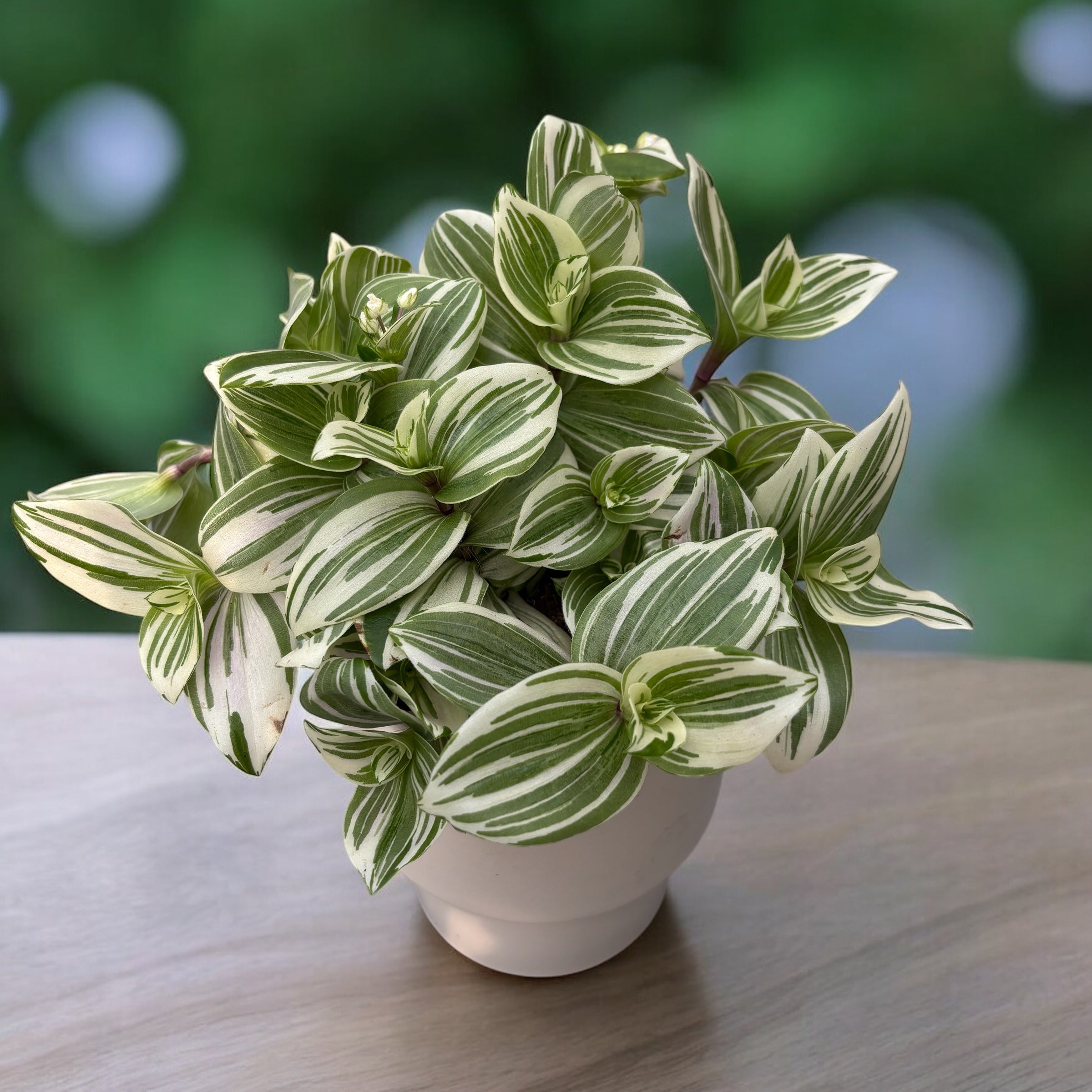 Tradescantia 'Pistachio White' - full pots