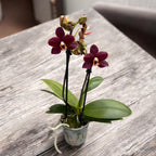 Phalaenopsis Sunrise Red Peoker (Esmee) - viaszvirágok