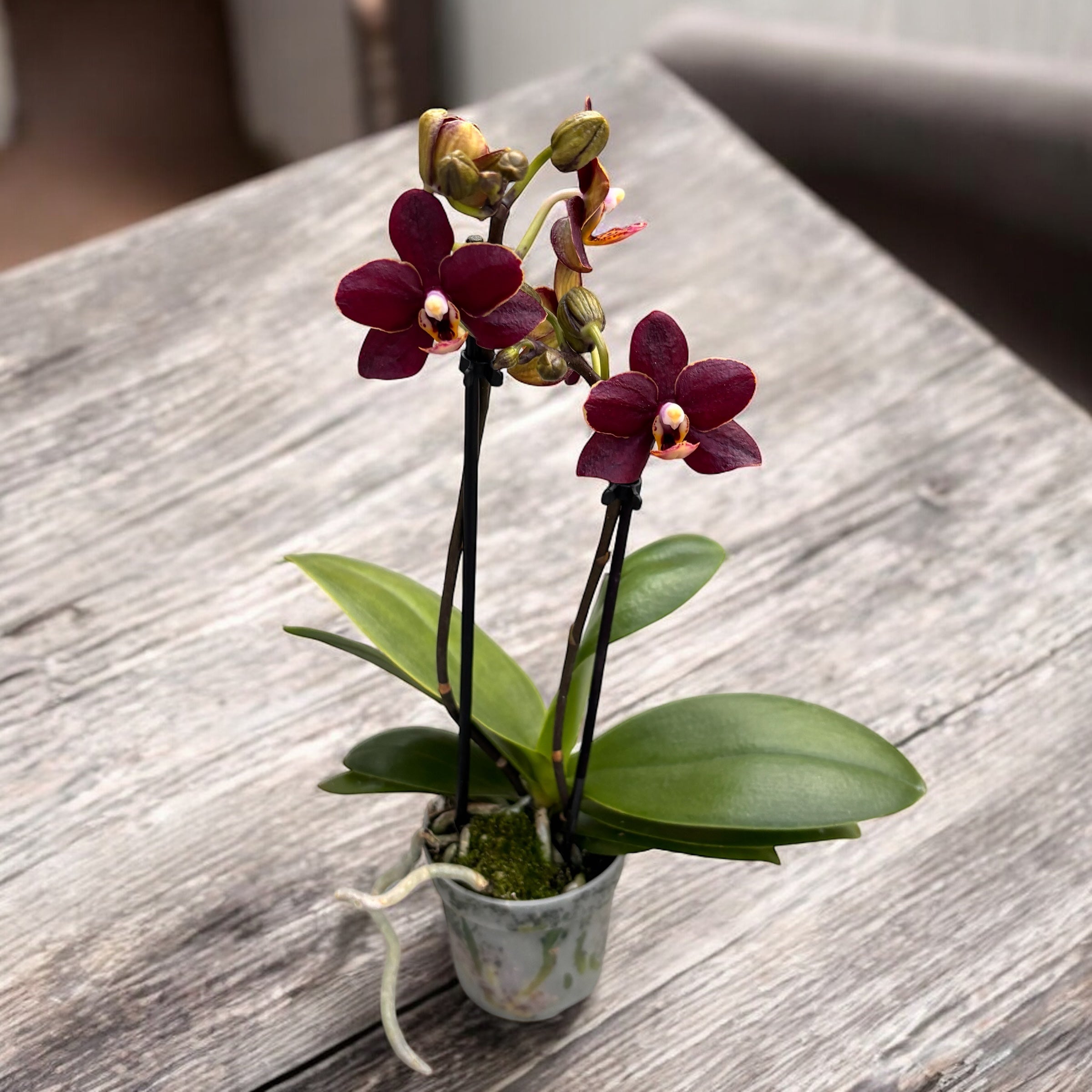 Phalaenopsis Sunrise Red Peoker (Esmee) - gewachste Blumen