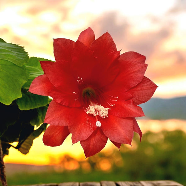 Rotes Epiphyllum (Orchideenkaktus vom roten Typ) D12