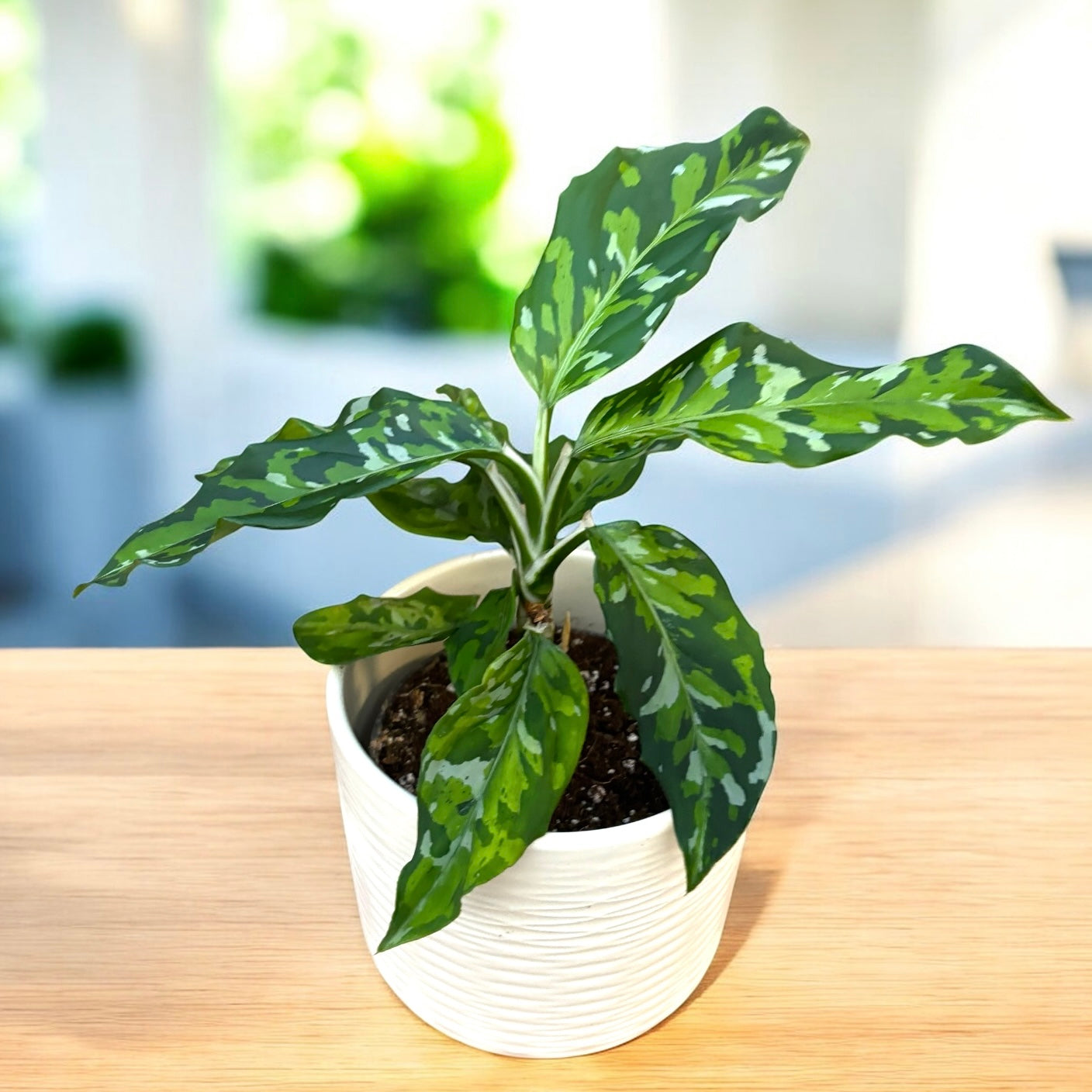 Aglaonema pictus 'Tricolor' D10 – Secret Garden Plant Shop
