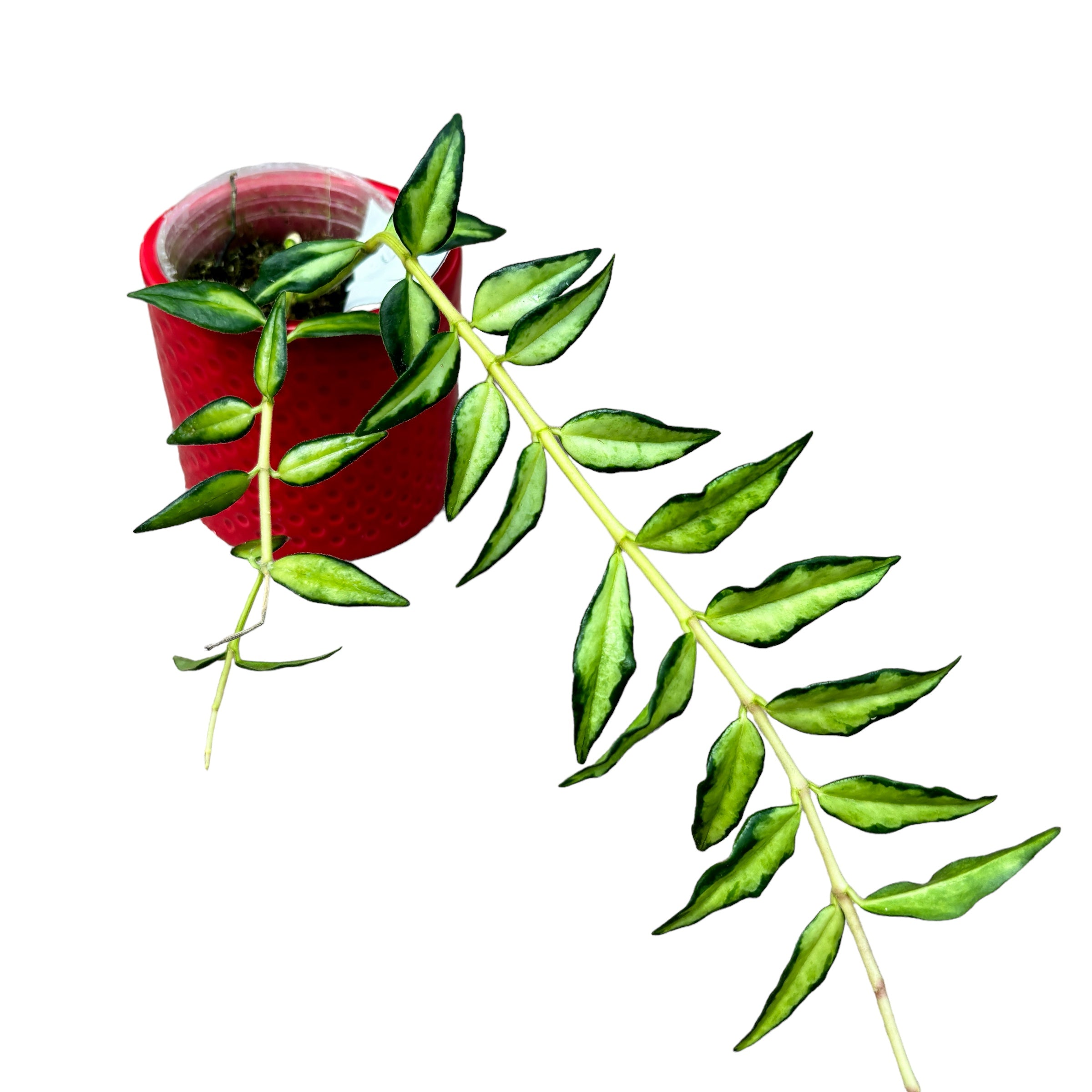 Hoya bella 'Lida Buis' (Variegata)