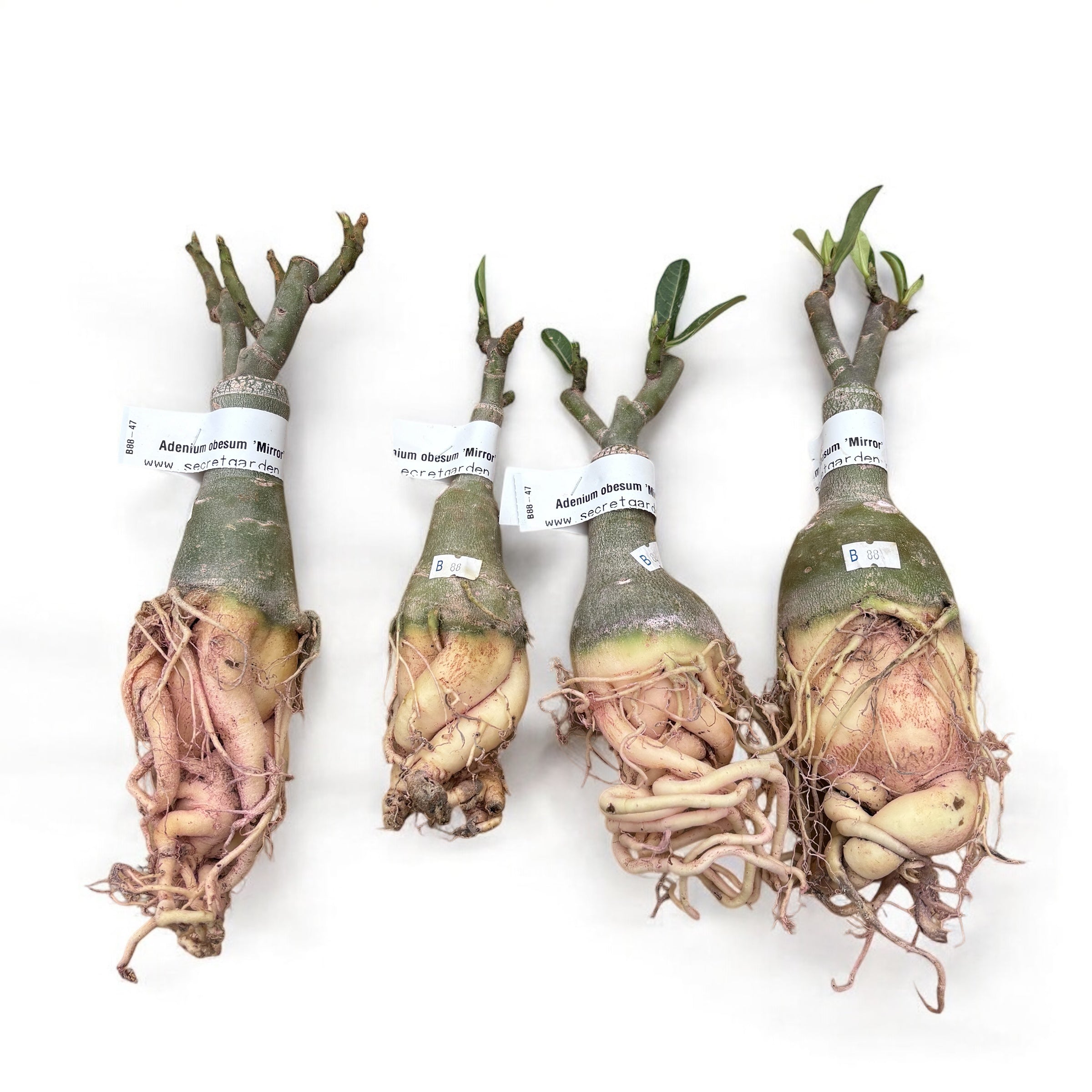 Adenium obesum 'Mirror'