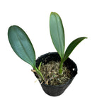 Bulbophyllum longisepalum