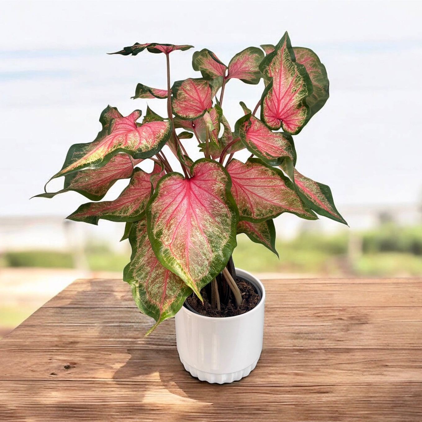 Caladium ‘Chinook’