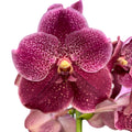 Vanda Chocolate Red (Ansu)
