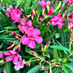 Leandr mix - Nerium Olander 2ks