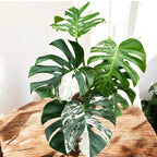 Monstera deliciosa 'Variegata' D17 - exemplaires XL