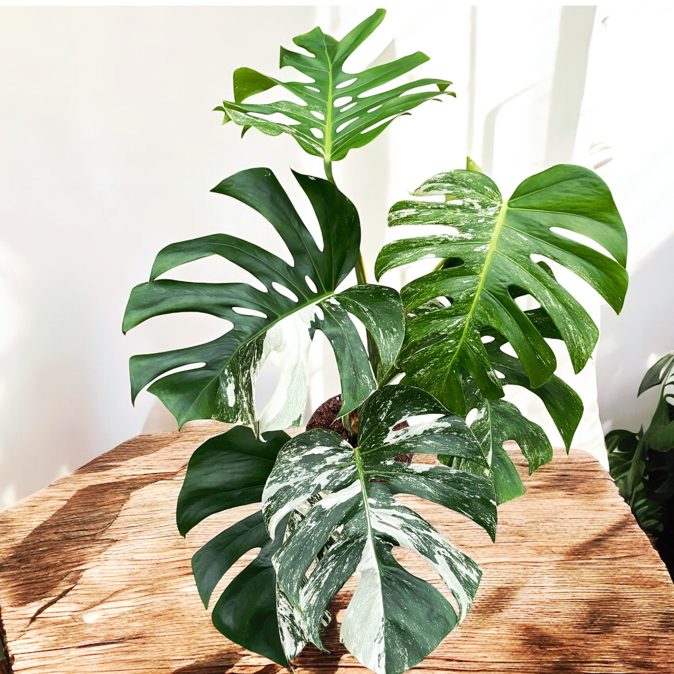 Monstera deliciosa 'Variegata' D17 - exemplare XL