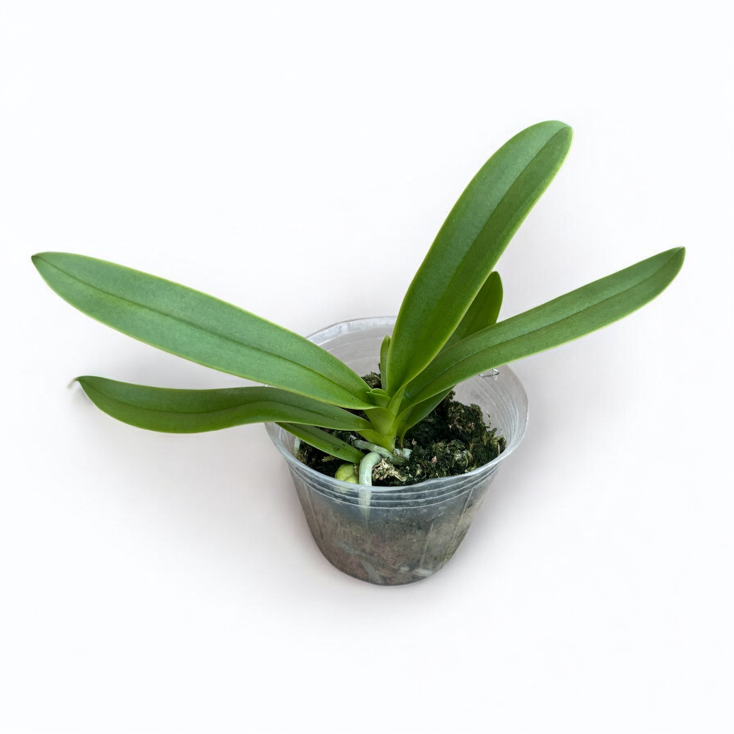 Phalaenopsis pulcherrima var. coerulea 'Splash'