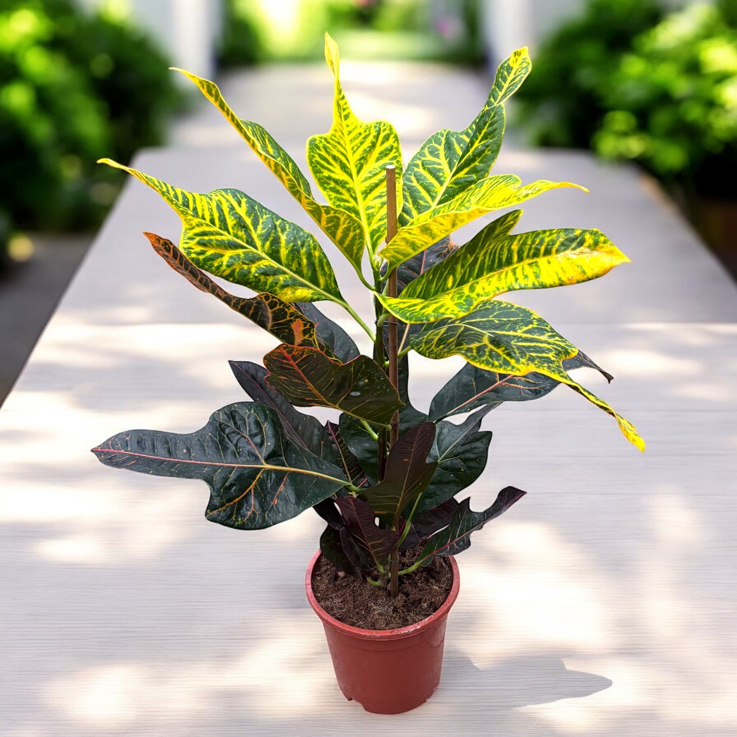 Codiaeum variegatum ‘Excellent’ – croton decorativ cu frunzis multicolor