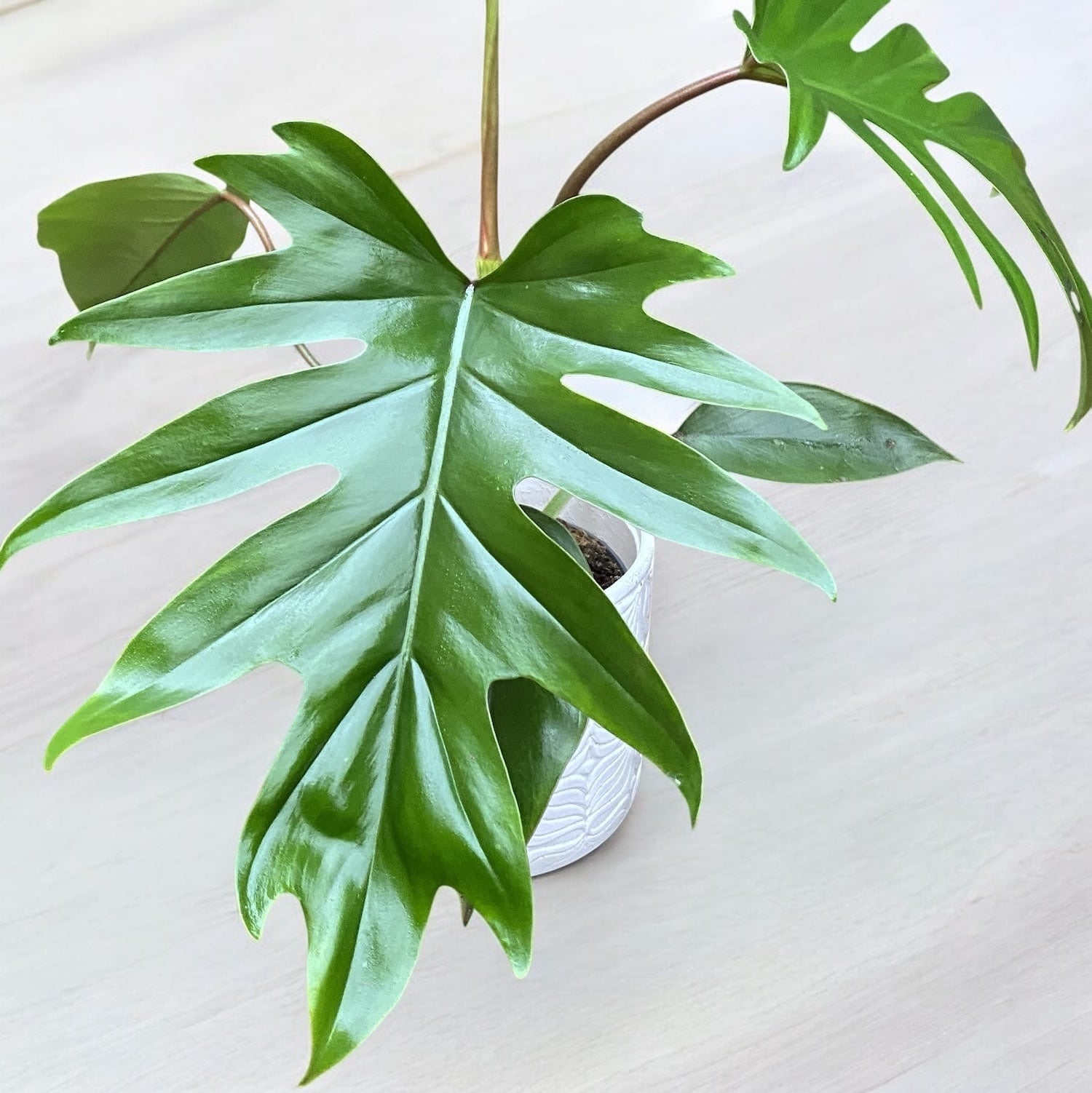 Philodendron Mayoi