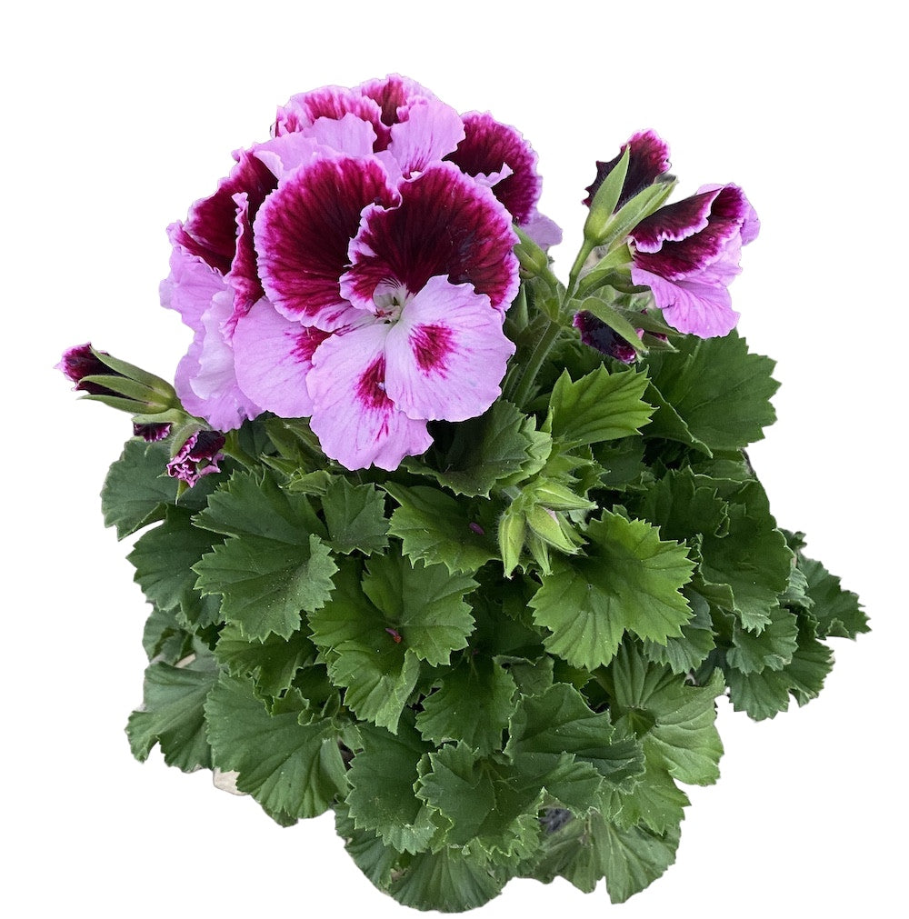 Pelargonium Grandiflorum Judith - muscate englezesti