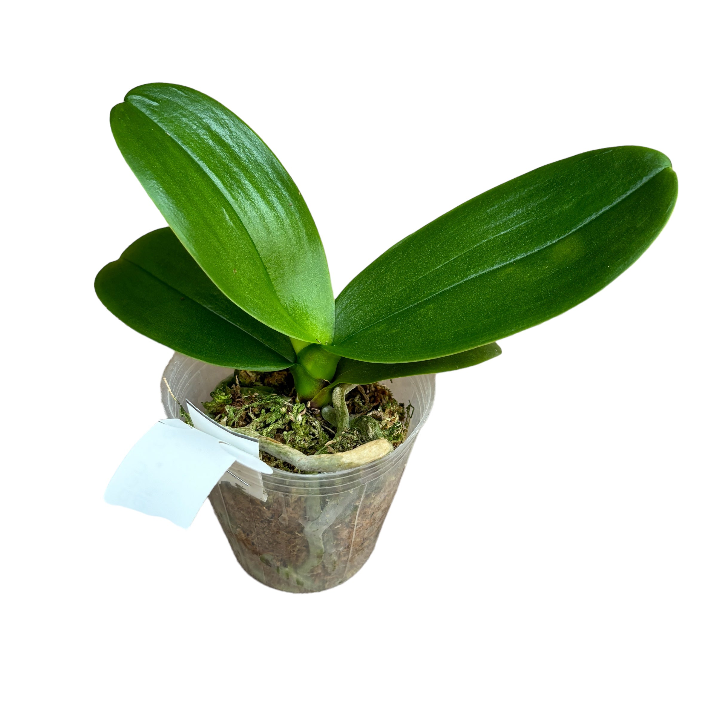 Phalaenopsis Hsinying Piccolo Cavaliere 'Bambola di Plastica'