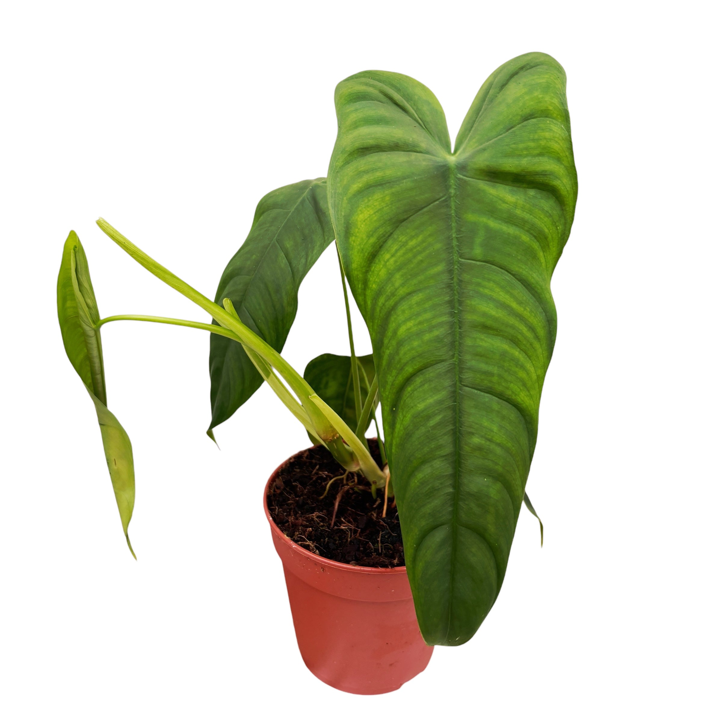 philodendron tenue vs sharoniae Philodendron sharoniae – Secret Garden Plant Shop