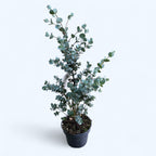 Eucalipt - Eucalyptus urnigera (Urn Tree)