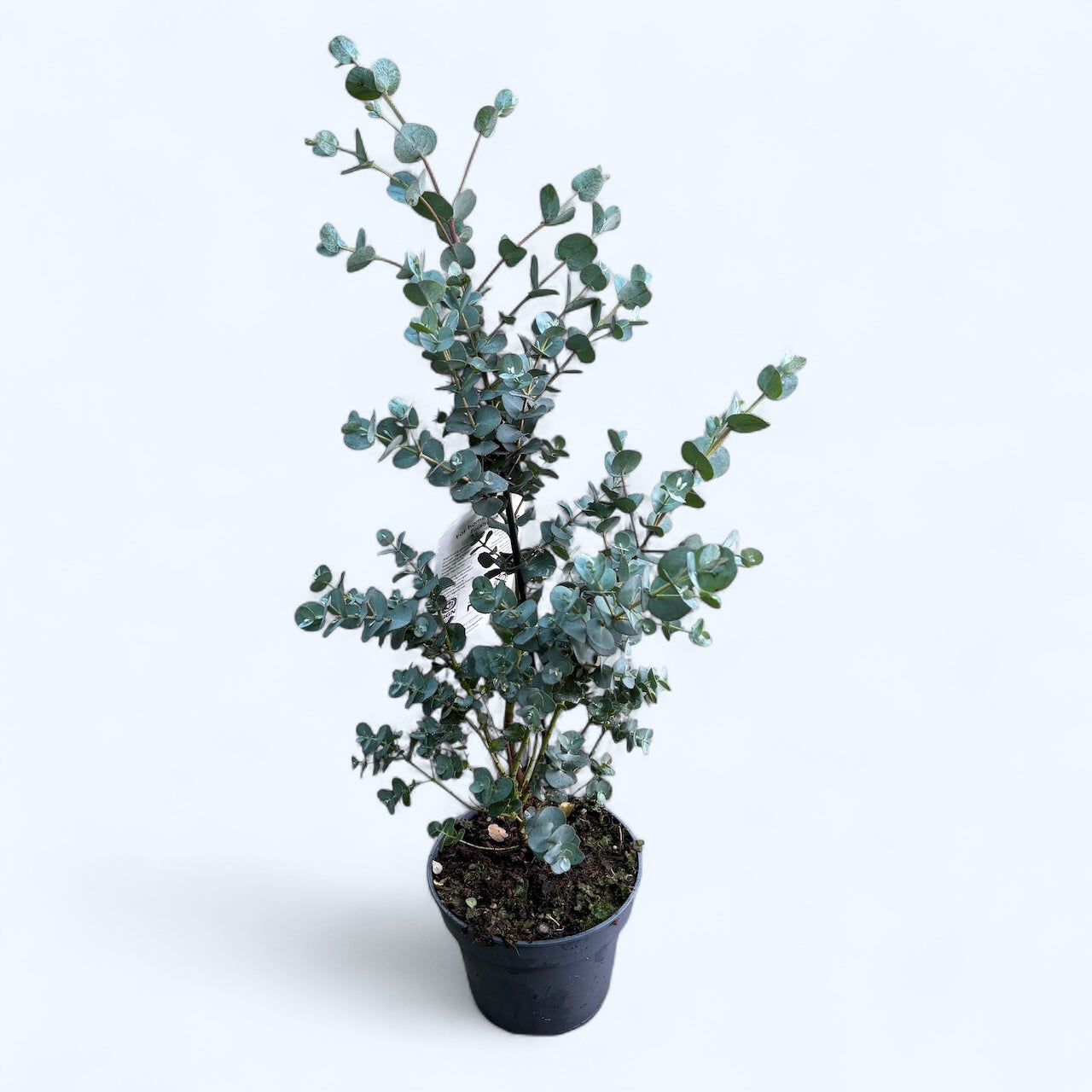 Eucalipt - Eucalyptus urnigera (Urn Tree)