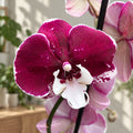 Phalaenopsis Limited #05 big lip