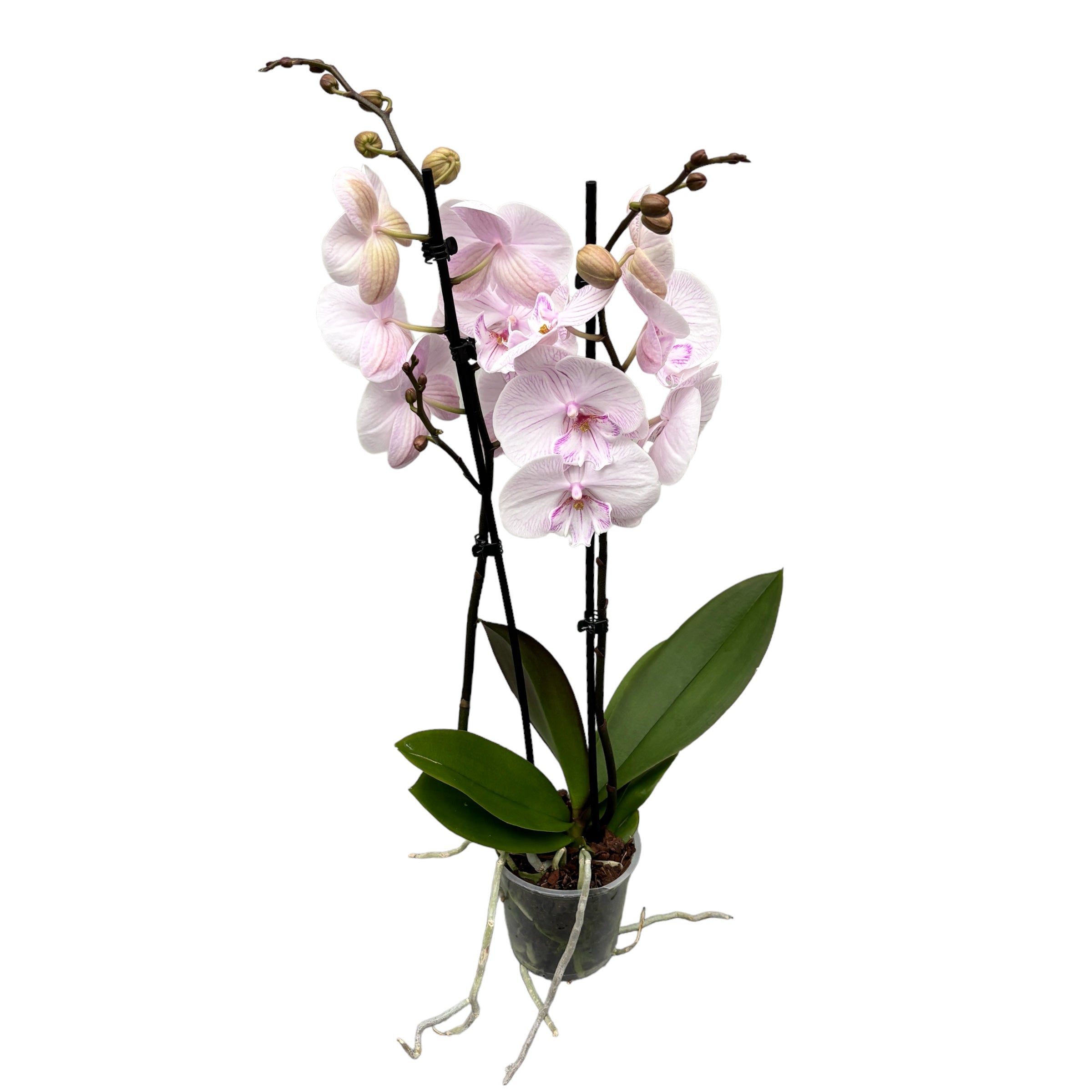 Phalaenopsis 'Manta Ambon' große Lippe