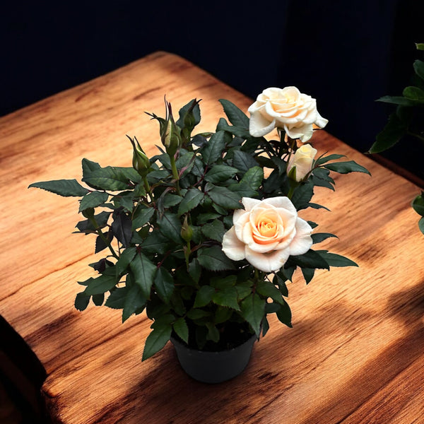 Rosa White Roses *scented (2-3 plants/pot)