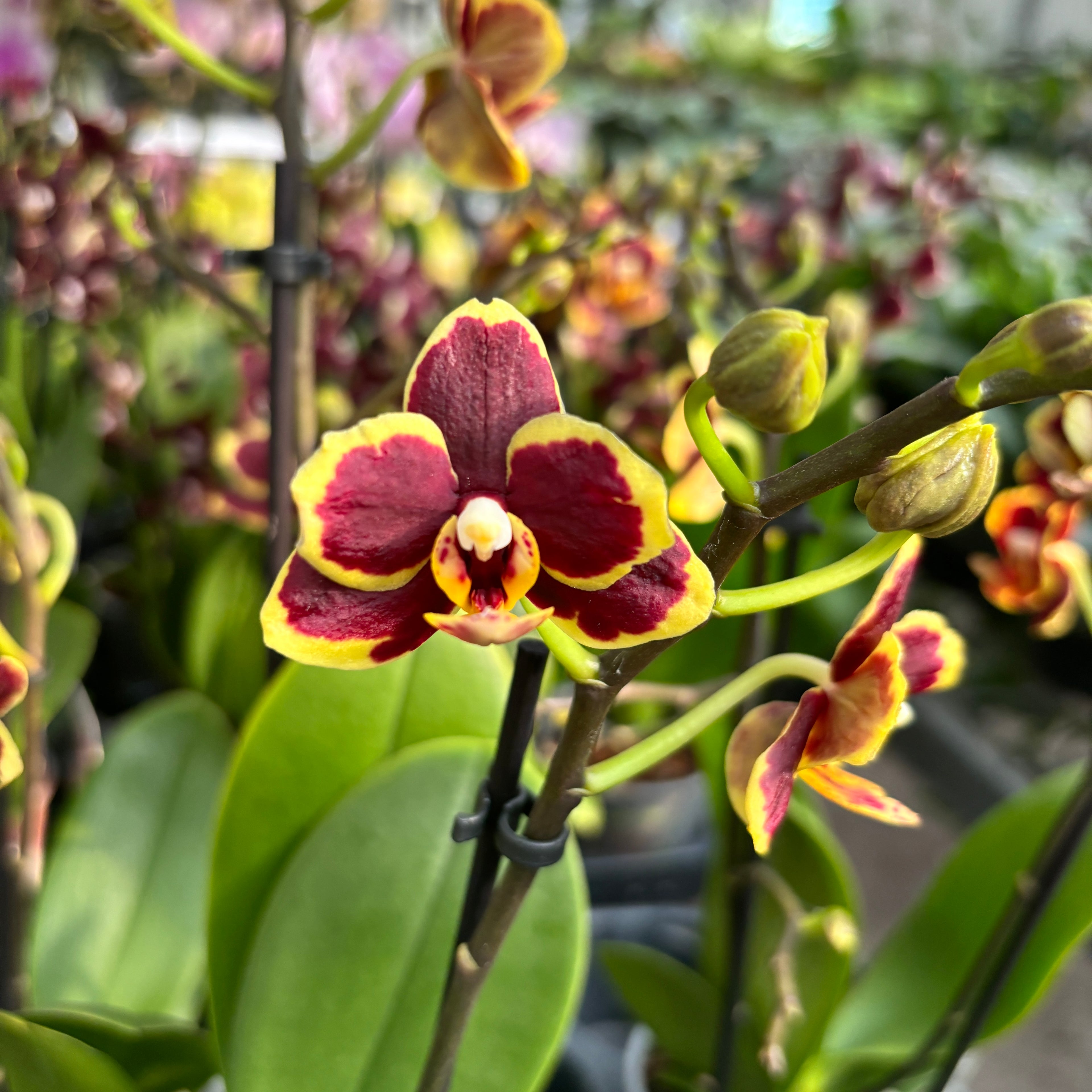 Phalaenopsis Papageno