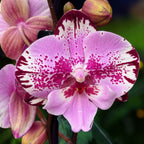 Phalaenopsis Naomi big lip